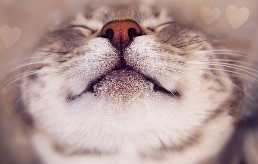 cat, cat, mustache, face, smile, nose, face, antennae, teeth for , section ÐºÐ¾ÑÐºÐ¸, Funny Cat Faces HD wallpaper